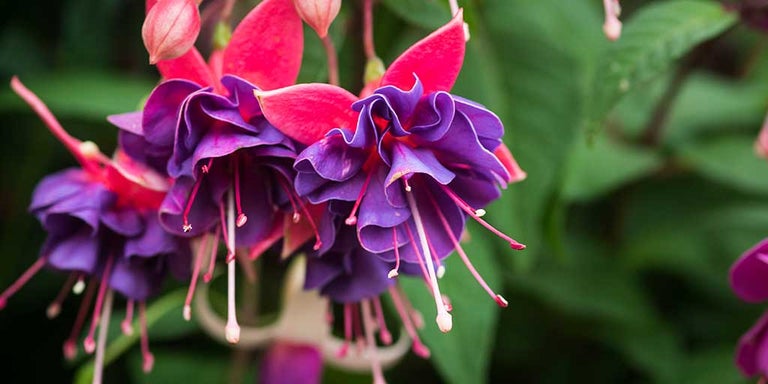 Buy fuchsias from RHSplants.co.uk