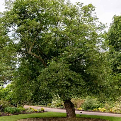 Tree Preservation Orders