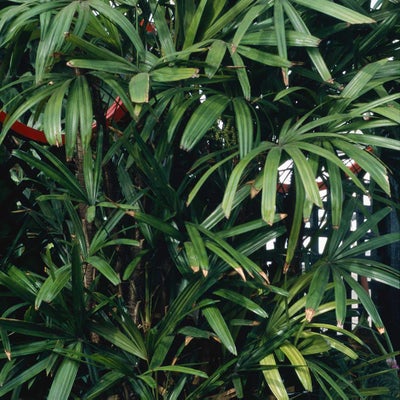 Rhapis excelsa