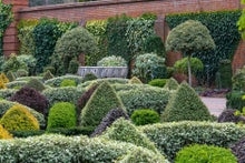 Fed up with blight? See our guide to choosing box alternatives