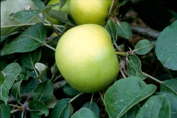 ‘Emneth Early’ AGM