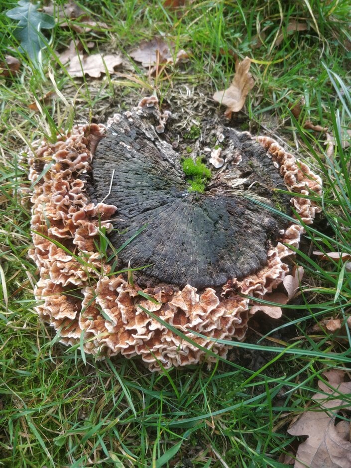 Saprotrophic Fungi in Gardens | RHS Advice