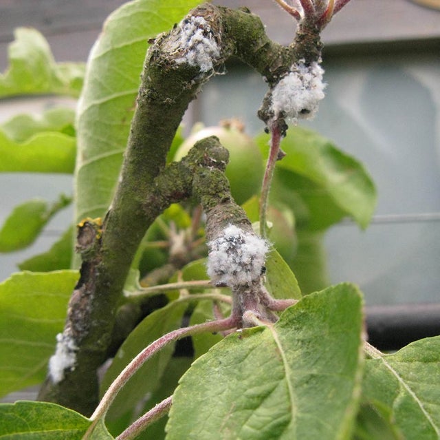 Woolly aphid (<em>Eriosoma lanigerum</em>) on <EM>Malus domestica</EM>.