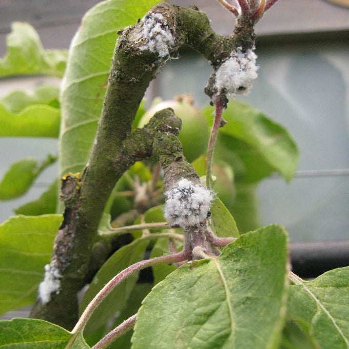 Apples and pears: starting an espalier | RHS Advice