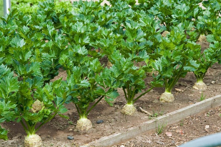 Buy celeriac at RHSplants.co.uk
