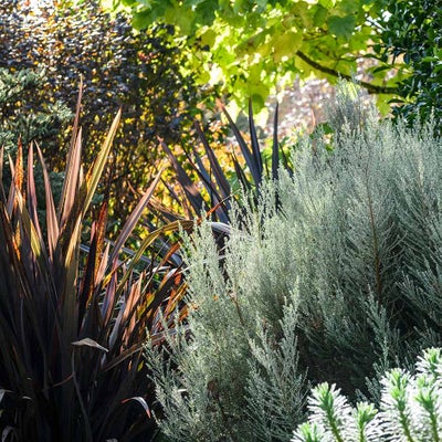 Foliage shapes can be used to create striking effects