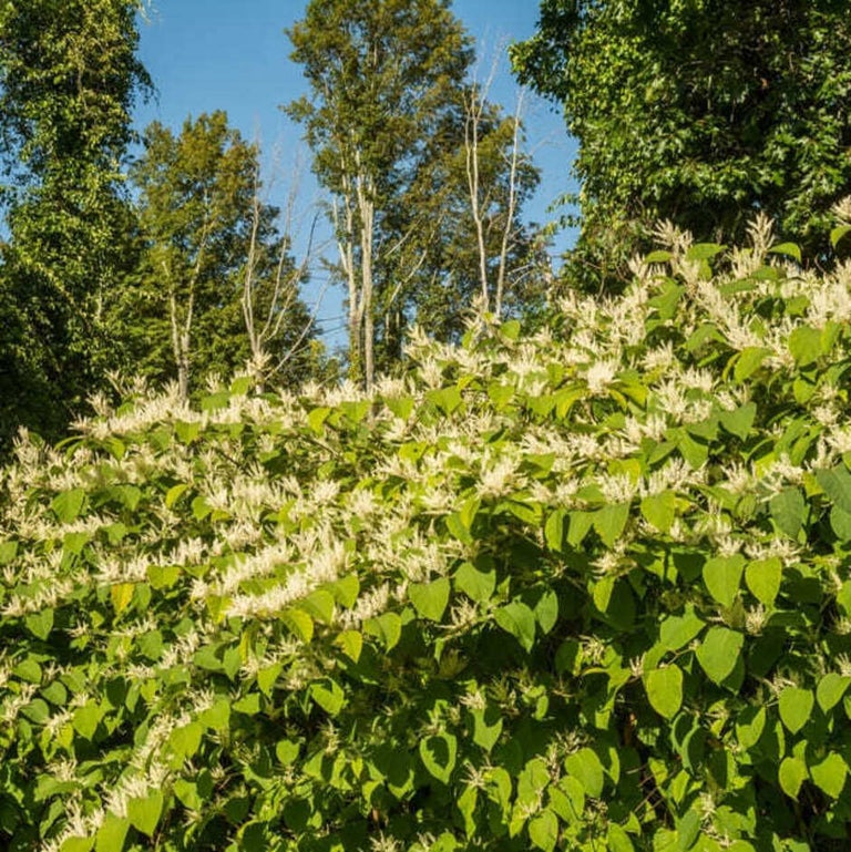 Japanese knotweed