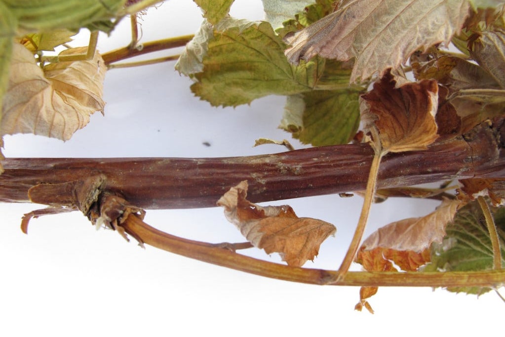 Raspberry Decay How to grow raspberries | RHS Guide
