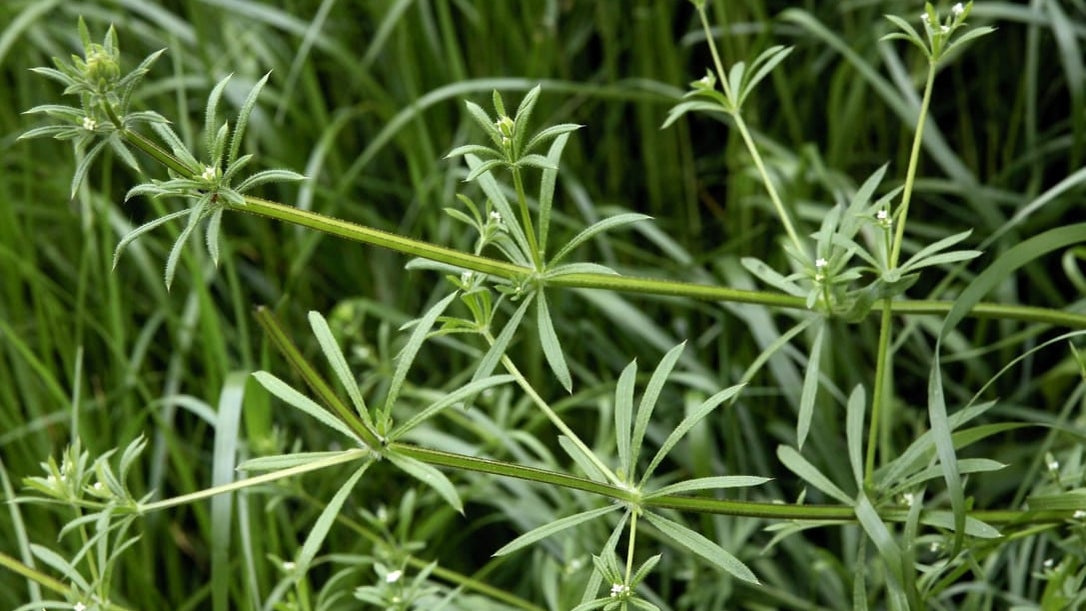 Cleavers Spring Cleavers | RHS Advice