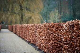 How to trim a hedge 