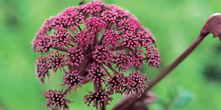 Buy angelicas from RHSplants.co.uk