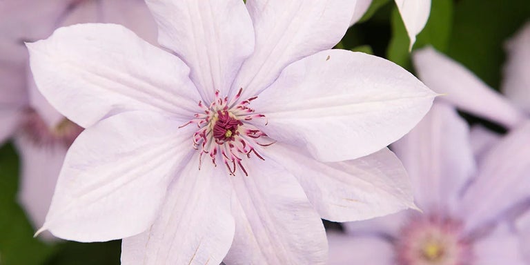 Buy clematis from RHSplants.co.uk