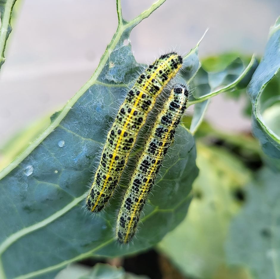 Cabbage caterpillars
