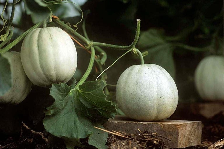 Buy melons at RHSplants.co.uk