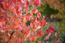 Trees for seasonally wet and dry soils