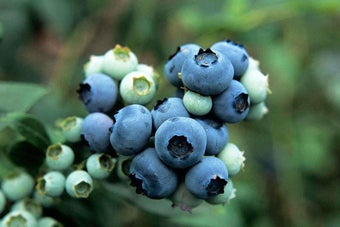 How to grow blueberries