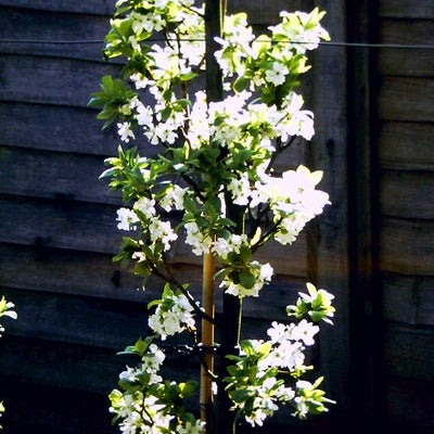 Plum cordon in blossom ©Gerry Edwards 