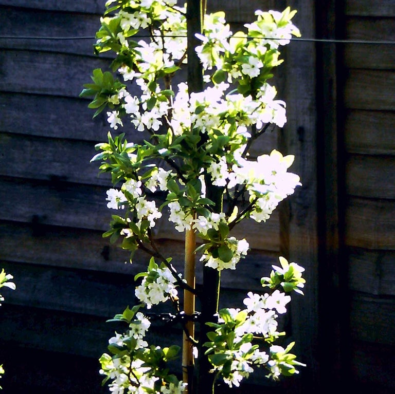 Plums: growing and training as cordons