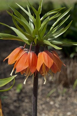 <EM>Fritillaria imperialis</EM> 'Garland Star'