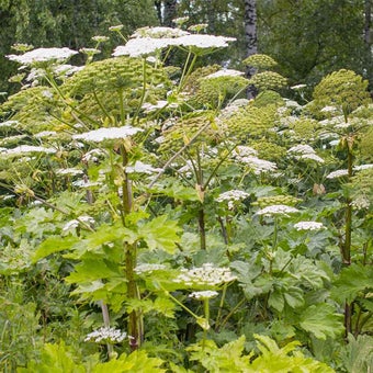 Giant hogweed