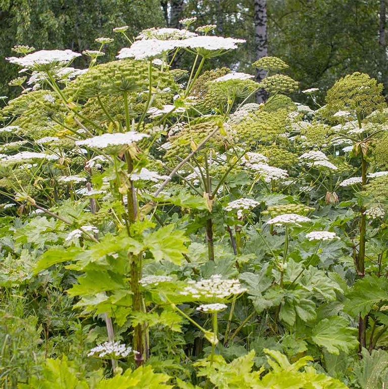 Giant hogweed