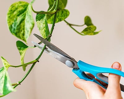 How to take cuttings from houseplants