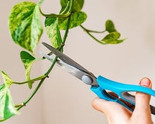 How to take cuttings from houseplants