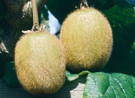 <em>Actinidia deliciosa</em> 'Jenny'