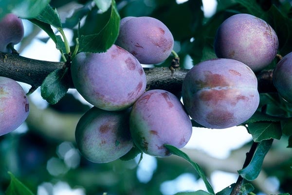 'Marjorie's Seedling' AGM