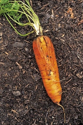 Root Vegetables Splitting | RHS Advice