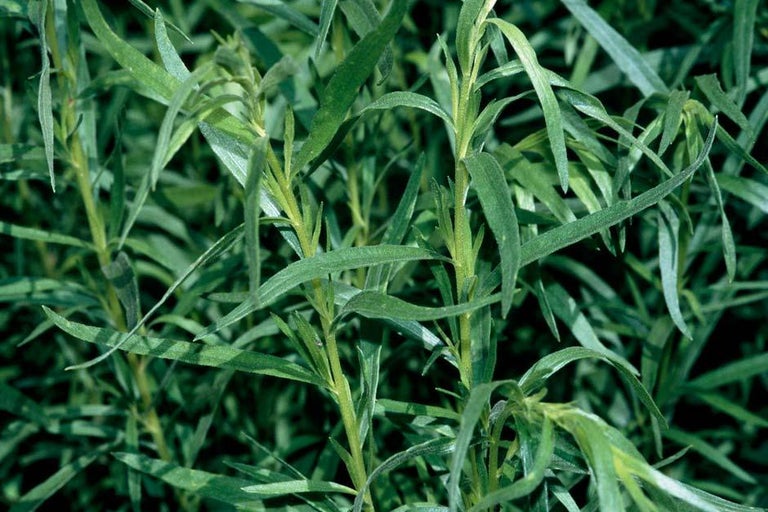 Buy tarragon at RHSplants.co.uk