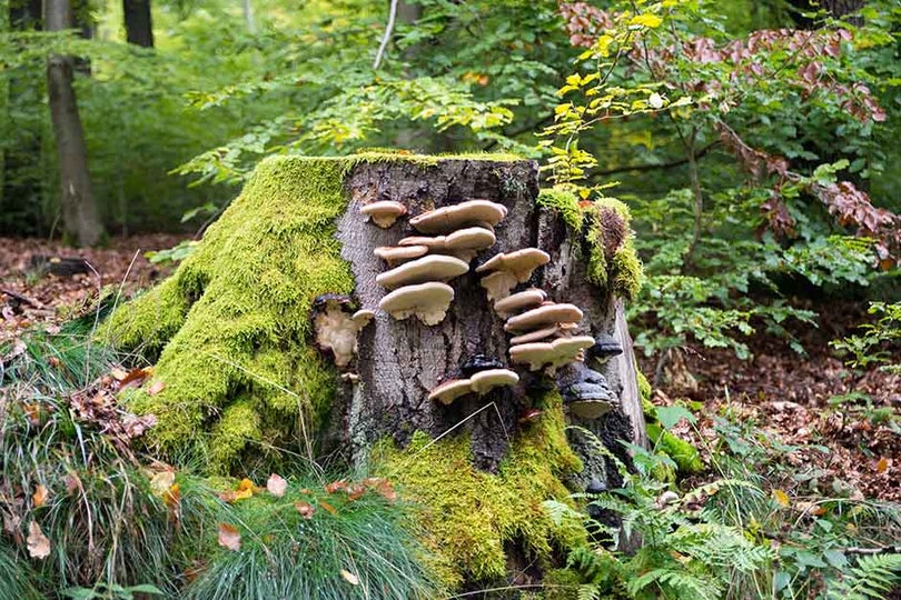 Removing Trees and Stumps Safely | RHS Advice