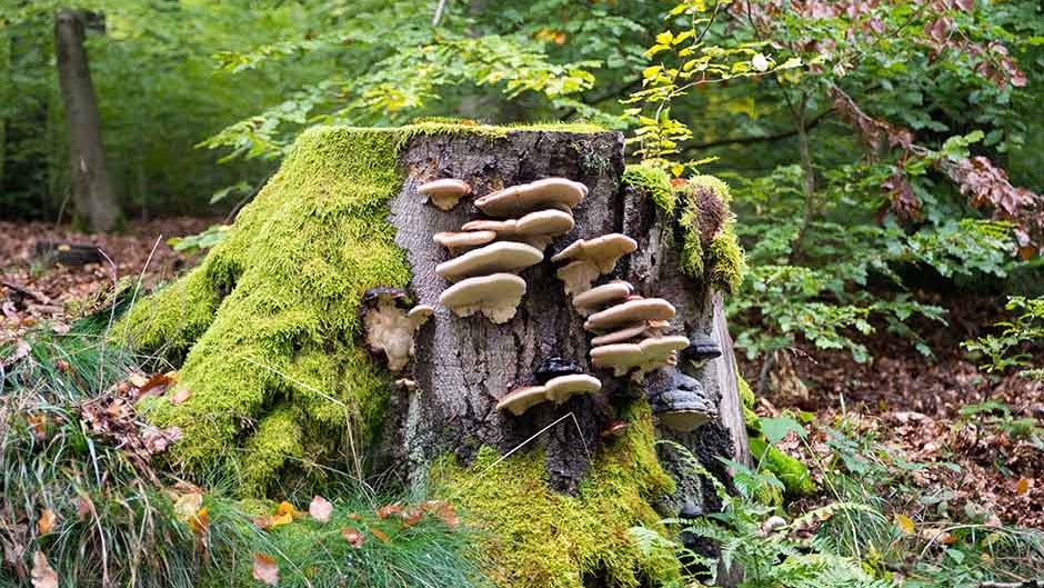 Shrumps Tree Removing Trees and Stumps Safely | RHS Advice