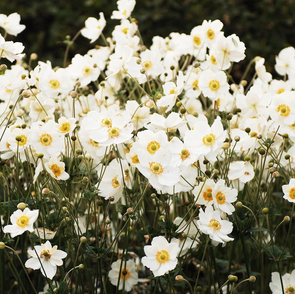 White flowers such Anemone brighten up shade 