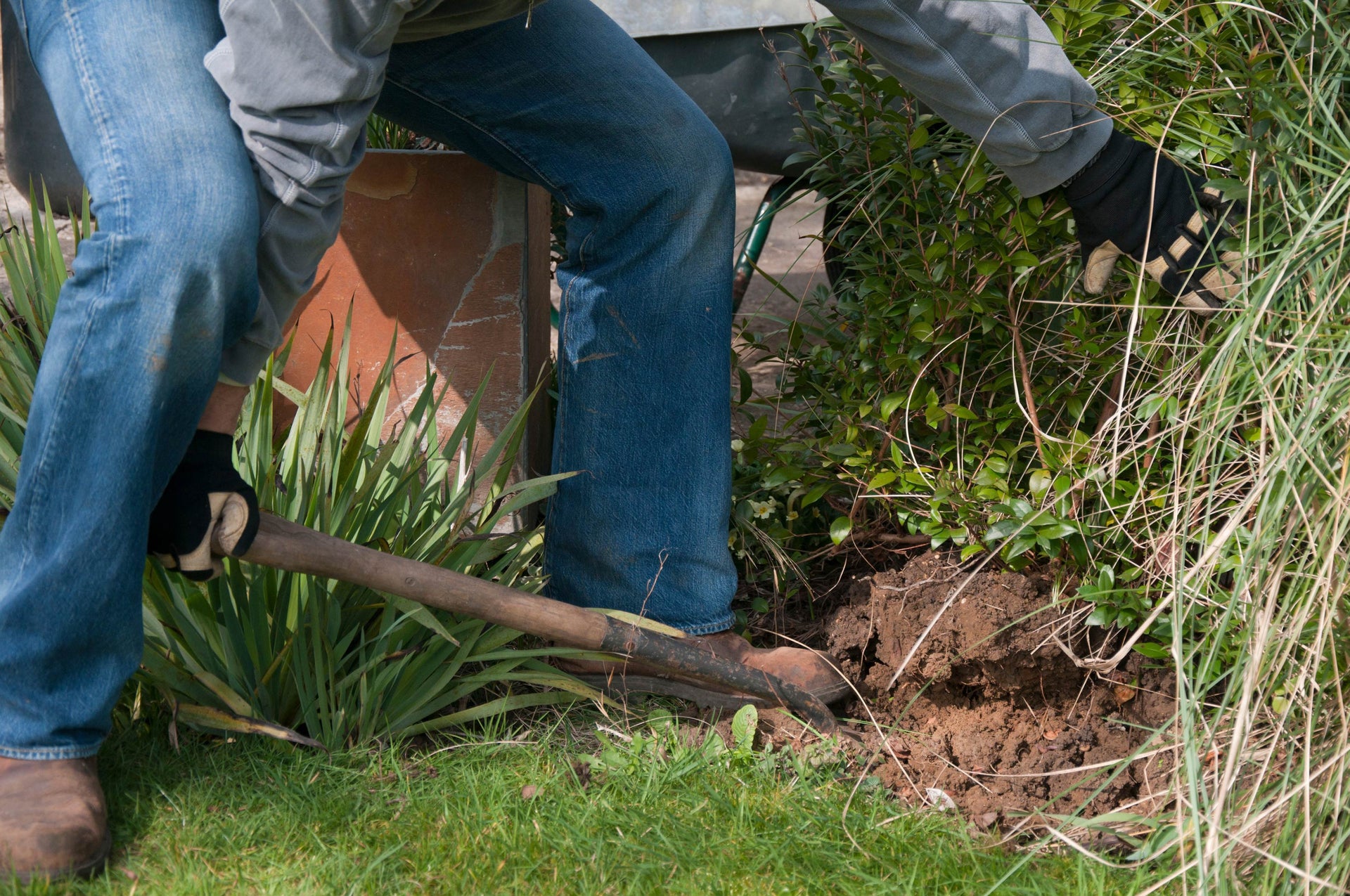 Moving Trees and Shrubs Safely | RHS Advice