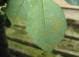 Rust diseases: Symptoms & Control | RHS Advice