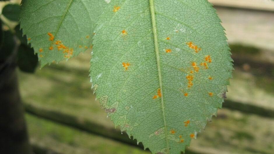 Rust diseases: Symptoms & Control | RHS Advice