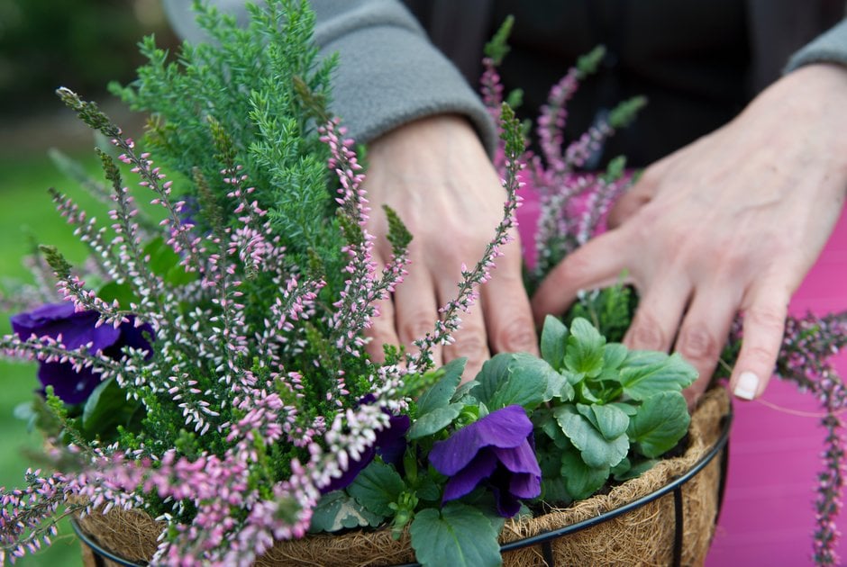 Hanging baskets: Expert Guide| RHS Advice