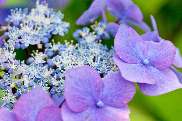 Buy hydrangea colourant
