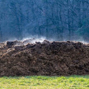 Weedkiller in manure