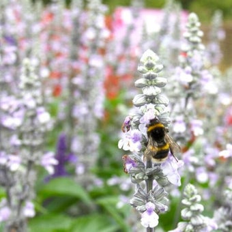 Plants for evergreen foliage: seasonal interest