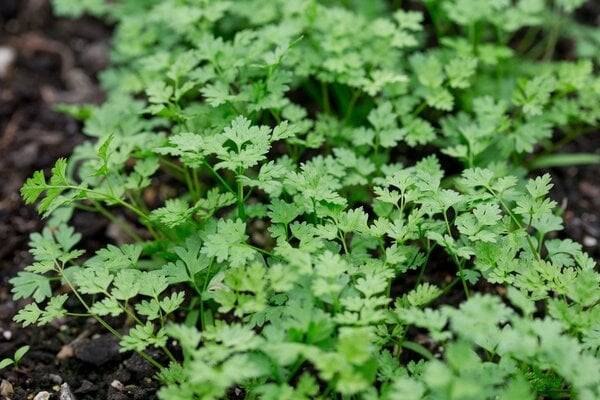 Chervil