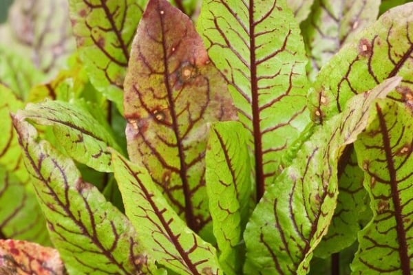 Red-veined sorrel