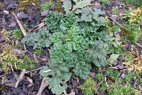 Ragwort | RHS Advice