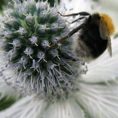 <i>Eryngium giganteum</i> attracts pollinators and adds structure to the border