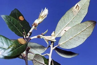 Holm oak leaf-mining moths