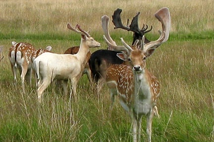 Fallow deer. Image: RHS, Horticultural Science