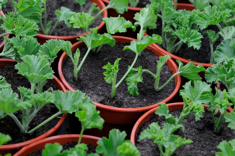 How to use peat-free compost: for seeds and cuttings