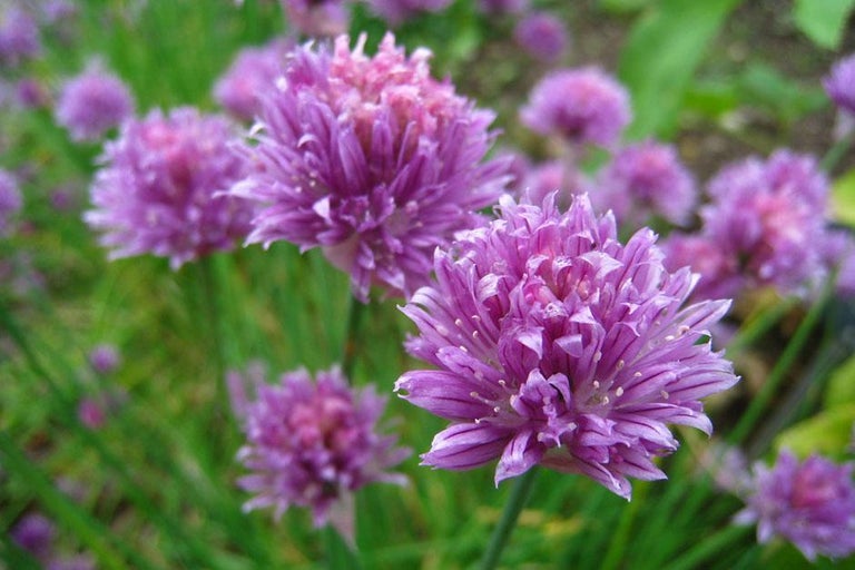 Buy chives at RHSplants.co.uk