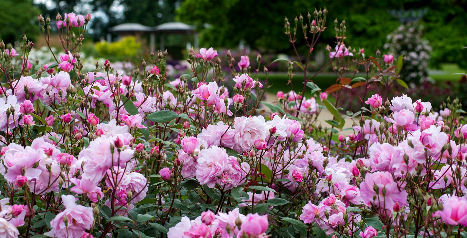 Climbing Roses Identification Climbing roses / RHS Plant Guide